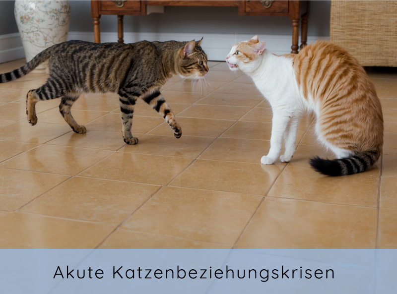 Online Seminar Akute Katzenbeziehungskrisen